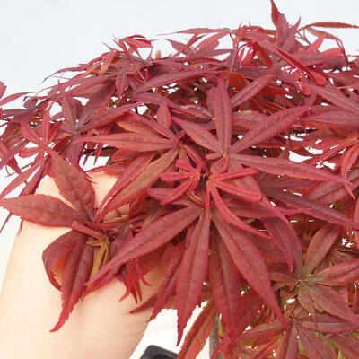 Venkovní bonsai - Acer palmatum Atropurpureum - Javor dlanitolistý červený - 5