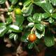 Izbová bonsai - Carmona macrophylla - Čaj fuki - 4/5