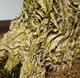 Pokojová bonsai - Buxus harlandii -korkový buxus - 4/4