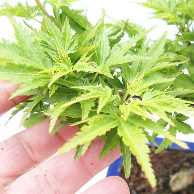 Javor dlanitolistý - Acer palmatum Shishigashira 1 ks - 5