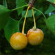 Venkovní bonsai - Jinan dvoulaločný - Ginkgo biloba VB2020-820 - 4/4