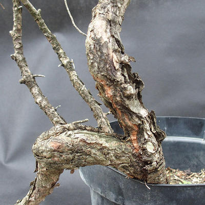 Borovoce lesní - Pinus sylvestris  KA-07 - 5
