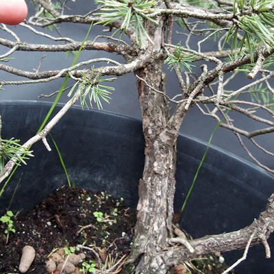 Borovoce lesní - Pinus sylvestris  KA-08 - 5