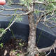 Borovoce lesní - Pinus sylvestris  KA-08 - 5/6