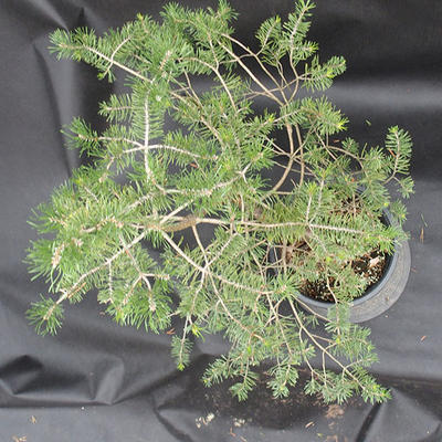 Borovoce lesní - Pinus sylvestris  KA-11 - 5