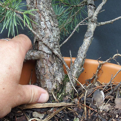 Borovoce lesní - Pinus sylvestris  KA-12 - 5