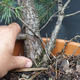 Borovoce lesní - Pinus sylvestris  KA-12 - 5/6