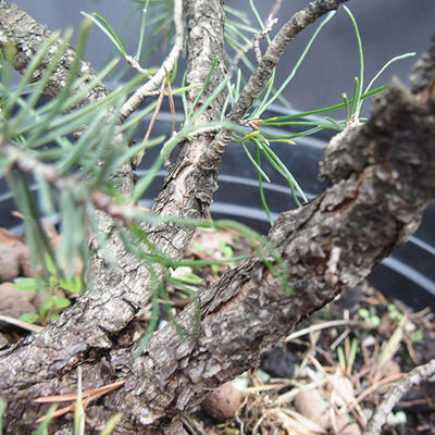 Borovoce lesní - Pinus sylvestris  KA-13 - 5