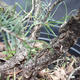 Borovoce lesní - Pinus sylvestris  KA-13 - 5/6
