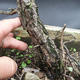 Borovoce lesní - Pinus sylvestris  KA-14 - 5/5