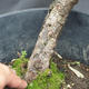 Borovoce lesní - Pinus sylvestris  KA-16 - 5/6
