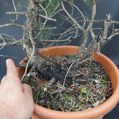 Borovoce lesní - Pinus sylvestris  KA-20 - 5