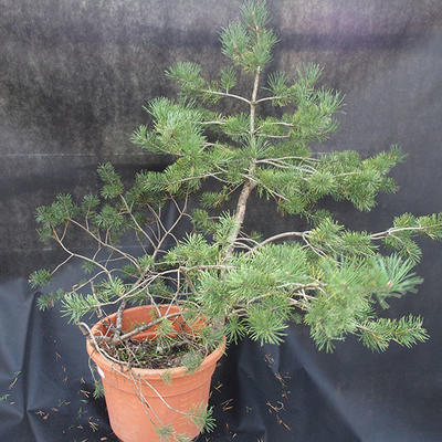 Borovoce lesní - Pinus sylvestris  KA-22 - 5