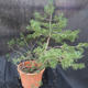 Borovoce lesní - Pinus sylvestris  KA-22 - 5/5