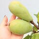 Venkovní  bonsai -  Pseudocydonia sinensis - Kdouloň čínská - 5/6