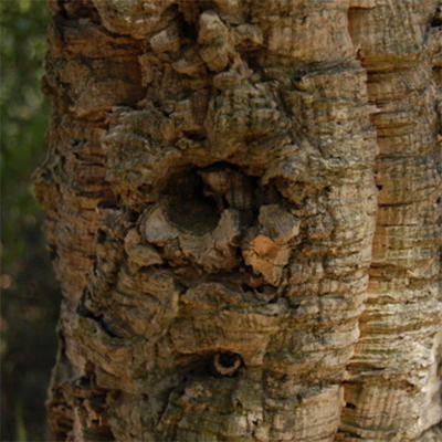 Venkovní bonsai - Quercus suber - Korkový dub - 5