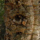 venkovní bonsai Quercus suber - Korkový dub - 4/4