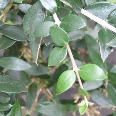 Pokojová bonsai - Oliva evropská PB215396 - 5