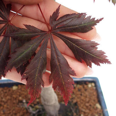 Venkovní bonsai - Javor dlanitolistý - Acer palmatum TROUTENBURG - 5