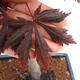 Venkovní bonsai - Javor dlanitolistý - Acer palmatum TROUTENBURG - 5/6