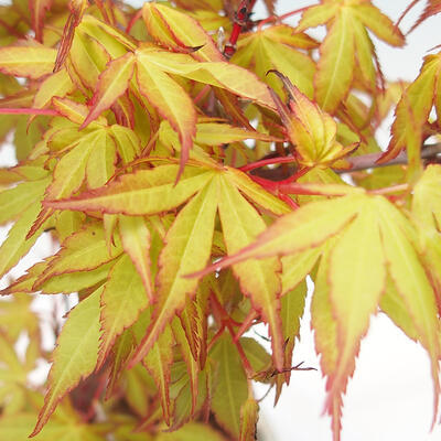 Venkovní bonsai - Acer pal. Sango Kaku - Javor dlanitolistý - 5