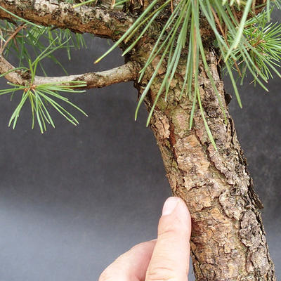 Borovice lesní - Pinus sylvestris NO-3 - 5