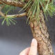 Borovice lesní - Pinus sylvestris NO-3 - 5/5