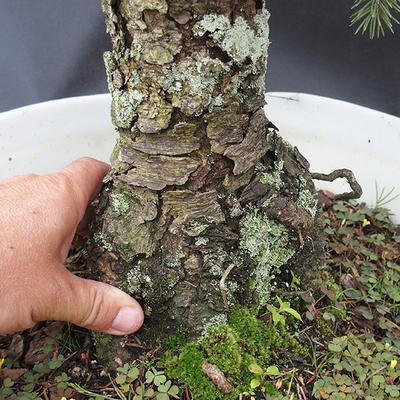 Smrk - Picea pungens NO-6 - 5