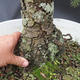 Smrk - Picea pungens NO-6 - 5/7