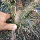 Jalovec čínský- Juniperus chinensis NO-18 - 5/6