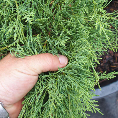 Jalovec - Juniperus sabina NO-19 - 5