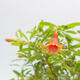 Pokojová bonsai-PUNICA granatum nana-Granátové jablko - 5/5