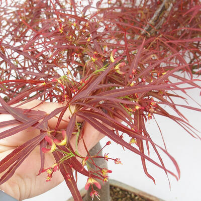 Venkovní bonsai - Javor dlanitolistý - Acer palmatum RED PYGMY - 5