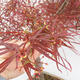 Venkovní bonsai - Javor dlanitolistý - Acer palmatum RED PYGMY - 2/2