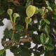 Pokojová bonsai - Ulmus parvifolia - Malolistý jilm - 5/6