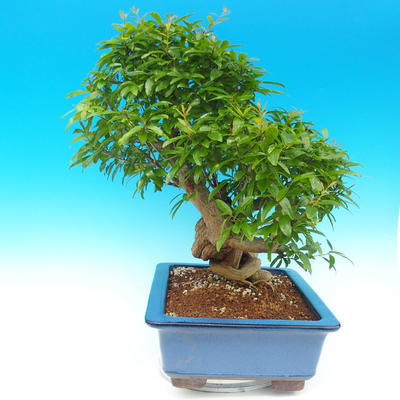 Pokojová bonsai-PUNICA granatum-Granátové jablko - 6