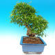 Pokojová bonsai-PUNICA granatum-Granátové jablko - 6/7