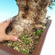Pokojová bonsai - Olea europaea sylvestris -Oliva evropská drobnolistá - 6/6