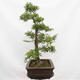 Venkovní bonsai - Hloh - Crataegus monogyna - 6/6