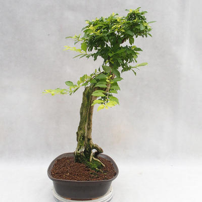 Pokojová bonsai - Duranta erecta Aurea PB2191203 - 6