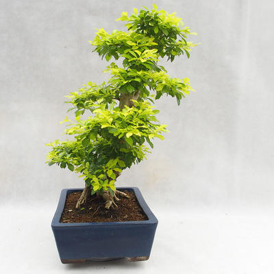 Pokojová bonsai - Duranta erecta Aurea PB2191206 - 6