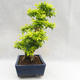 Pokojová bonsai - Duranta erecta Aurea PB2191206 - 6/7