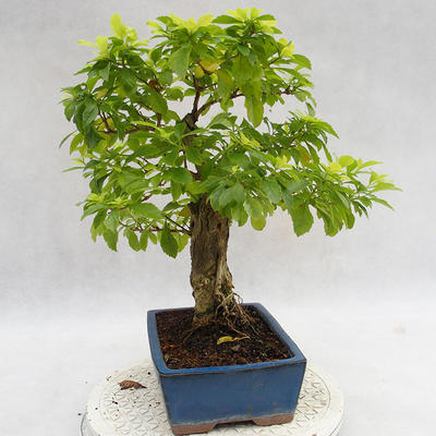 Pokojová bonsai - Duranta erecta Aurea PB2191208 - 6