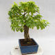 Pokojová bonsai - Duranta erecta Aurea PB2191208 - 6/6