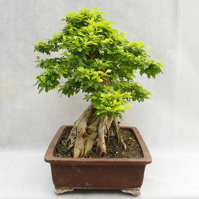 Pokojová bonsai - Duranta erecta Aurea PB2191210 - 6