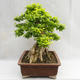 Pokojová bonsai - Duranta erecta Aurea PB2191210 - 6/7