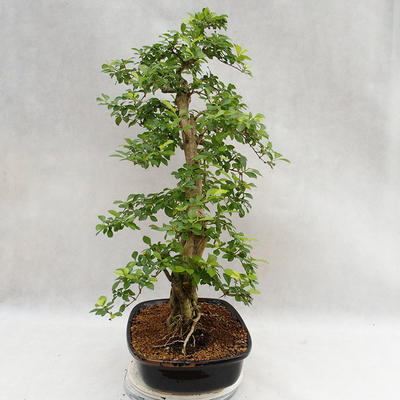 Pokojová bonsai - Duranta erecta Aurea PB2191211 - 6