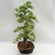 Pokojová bonsai - Duranta erecta Aurea PB2191211 - 6/7