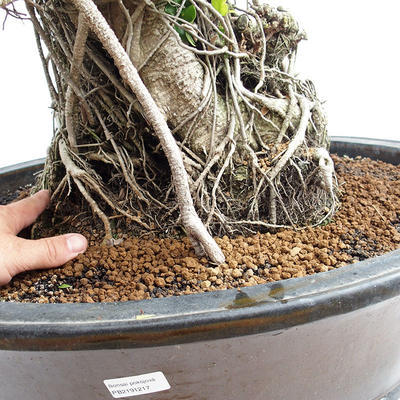 Pokojová bonsai - Ficus kimmen -  malolistý fíkus PB2191217 - 6