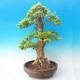 Pokojová bonsai - Duranta erecta Aurea - 6/7